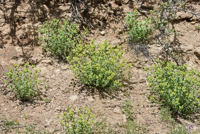 Euphorbia incisa is often found in small clusters on shady slopes as in the photo and also on cliff surfaces as in the photo above. Mojave spurge